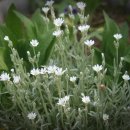 뽑기 대통령 이미지