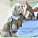 함께할 개 이미지