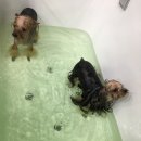 이츠펫 온양점 이미지