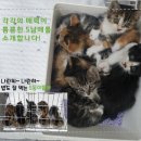 용인시 동물보호센터 이미지