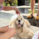 내창천 산책로화장실2 | 싱가포르 여행 <소피텔 싱가포르 센토사 리조트 &amp; 스파> 객실/수영장/헬스장/산책로/조식 후기