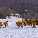 동북호림원 호랑이 9 이미지