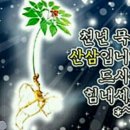 돌다리보쌈.칼국수 이미지