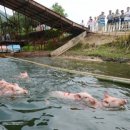 나우수영 이미지