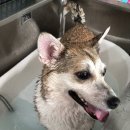 딩딩이발소 이미지