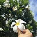 J.J 펀 | 태국 치앙마이 올드타운 브런치 맛집 펀 포레스트 카페