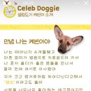 셀럽도기 이미지
