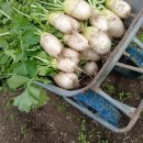 동치미 담궜어요 이미지