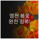 행복도시 영천(벽화 | 경북 영천 봄나들이 명소 추천과 방문 포인트 정리
