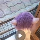 인투캣츠 이미지