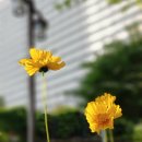 황제세탁소 이미지