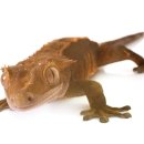 올바른동물병원 이미지