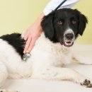 김해동물메디컬센터 이미지