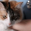 라이프 동물병원 이미지