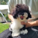 토이포이 이미지