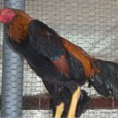 광주조류원 이미지