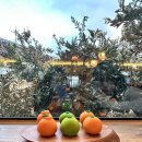 고교농장(2) | 제주 체험카페 감귤농장 탐나는농장 화과자 만들기 서쪽여행지 추천