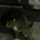 흰고래 숨비 이미지