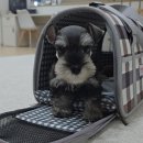 건축사사무소 이레 | 막둥이 &#39;구름&#39;이 인사올립니다