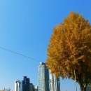 은행나무 주유소 이미지