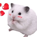 애니랩 알파 네이버블로그