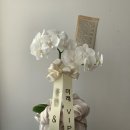 엘로디의원 이미지