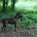 호피농장 이미지