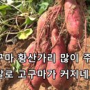 고구마 황산가리 많이 주면 확실히 크게 달리네요 이미지