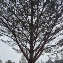 광릉숲공인중개사사무소 | [제목] 조선 최고의 명당에서 만난 신비의 수호자, 세조의 광릉(光陵) 답사기