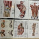 건강, 지압, 교정 안마원 | 안산체형교정 &#34;진실안마원&#34;