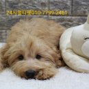디자인독 이미지