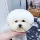 bbodog(뽀독) | [평택화양애견미용]비숑 하이바컷의 정석❤️