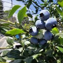 야곱2농장 이미지