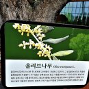 올리브나무 이미지