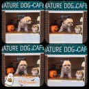 러블리독 애견카페 | [양주/애견카페] 네이처독 🍂 가을 내돈내산 방문후기