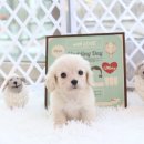 스마트독 이미지