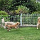 다산 애견훈련소 이미지