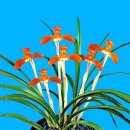 한국춘란 홍화(紅花) 대홍보(大紅寶)30 이미지