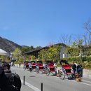 치쿠린 | 교토 아라시야마 인력거 70분 코스 후기, 치쿠린 대나무숲 완전 강추