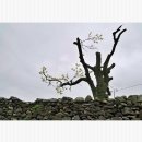 상서돌담마을 이미지