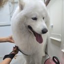 사랑할개 이미지