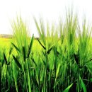 고명농장 이미지