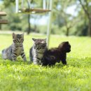 서산동물병원 이미지