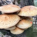 🍄 검은비늘버섯 ✨🌟식용 황금버섯 ✨갓 표면에 있는 비늘과 기름기를 띤 점성 이미지