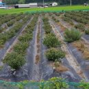 금은농장 이미지