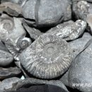 바다쪼개 이미지