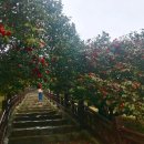 서천 마량리 동백나무 숲 이미지