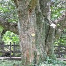 천년비자 이미지