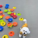 대구애견호텔 애견유치원 모여라솜뭉치 본점 이미지