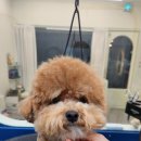 신운미애견미용실 이미지